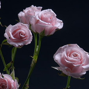 Spray Rose - Lavender (7-10 Stems) - Click Image to Close