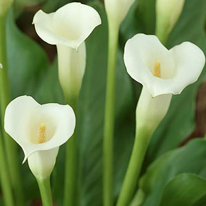 Mini Calla - Ivory- Off White (10 stems) - Click Image to Close