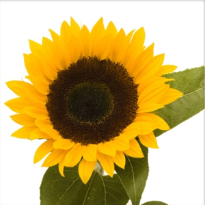 Sunflowers - Regular Yellow - Centers Vary