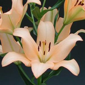 LA Hybrid Lily - Pale Peach (10 Stems) - Click Image to Close