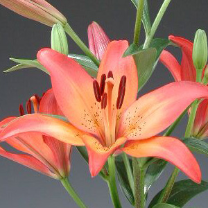 LA Hybrid Lily - Bi-Color: Reddish/Orange (10 Stems) - Click Image to Close