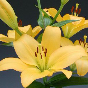 LA Hybrid Lily - Yellow (10 Stems) - Click Image to Close