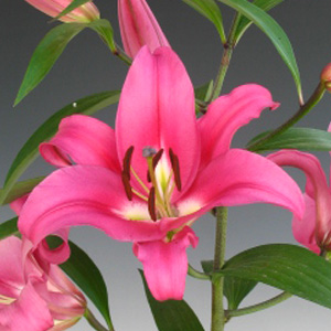 Oriental Lily - Pink (10 Stems) - Click Image to Close