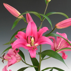 Oriental Lily - Pink (10 Stems)