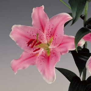 Oriental Lily - Light Pink (10 Stems) - Click Image to Close