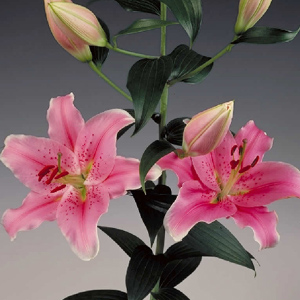 Oriental Lily - Light Pink (10 Stems)