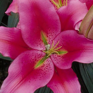 Oriental Lily - Hot Pink (10 Stems) - Click Image to Close
