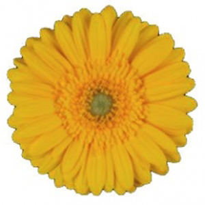 Mini Gerbera - Yellow (10 Stems)
