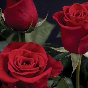 Rose - Red 60cm - Click Image to Close