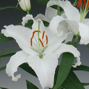 Oriental Lily - White (10 Stems) - Click Image to Close