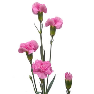 Mini Carnations - Pink (10 Stems)