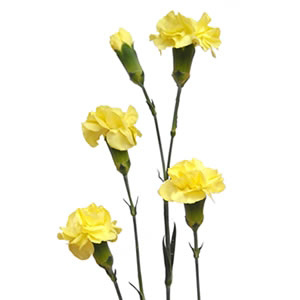 Mini Carnations - Yellow (10 Stems)