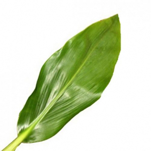 Ti Leaves - Green (25 Stems)